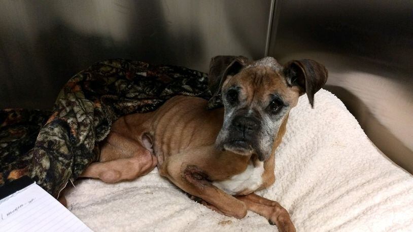 The Butler County Dog Warden & Humane Officers are reaching out to the community via Facebook to find the owners of two emaciated dogs. VIA DOG WARDEN FACEBOOK