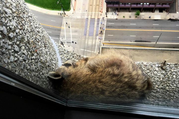Photos: Raccoon climbs to the top of Minnesota skyscraper, captivates nation