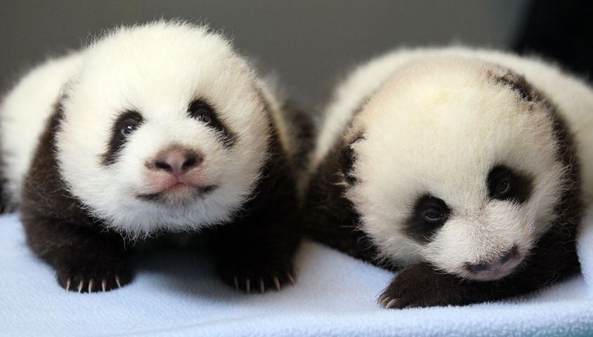 Only surviving giant panda twins born in the U.S.