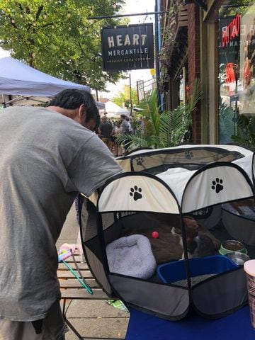 PHOTOS: Animals offer loving snuggles in the Oregon District