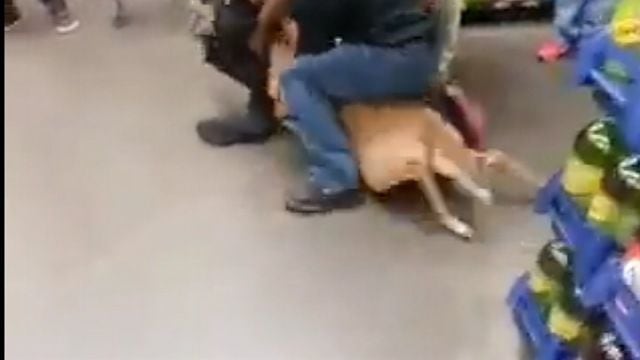 Deer wanders into University City Walmart