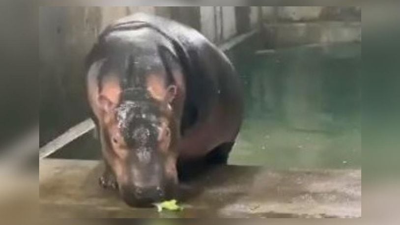 Fiona the hippo recently reached a milestone weight, 1,000 pounds. (Photo: Screengrab via Cincinnati Zoo & Botanical Garden/Twitter)