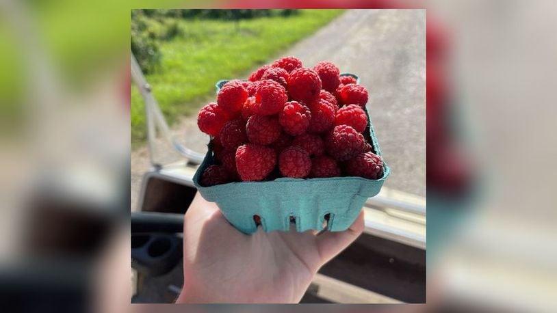 Red raspberries are in season at the Champaign Berry Farm. CONTRIBUTED