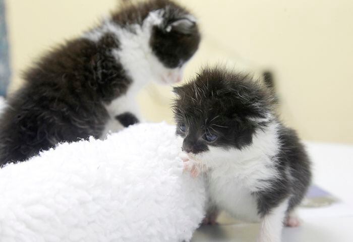 Bottle baby kittens