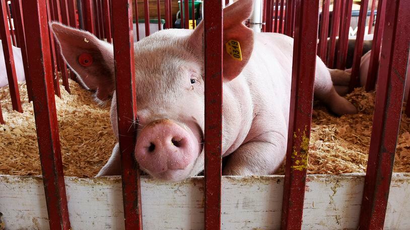 A pig sticks its nose through the rail of its pen during a previous Butler County Fair. STAFF FILE/2015