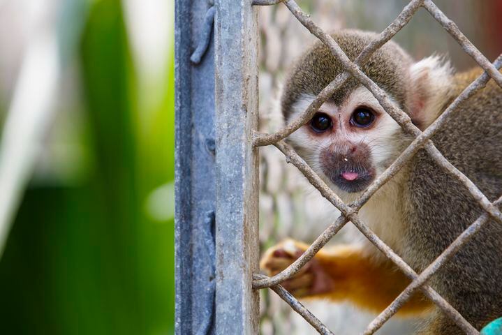 Suncoast Primate Sanctuary in Palm Harbor
