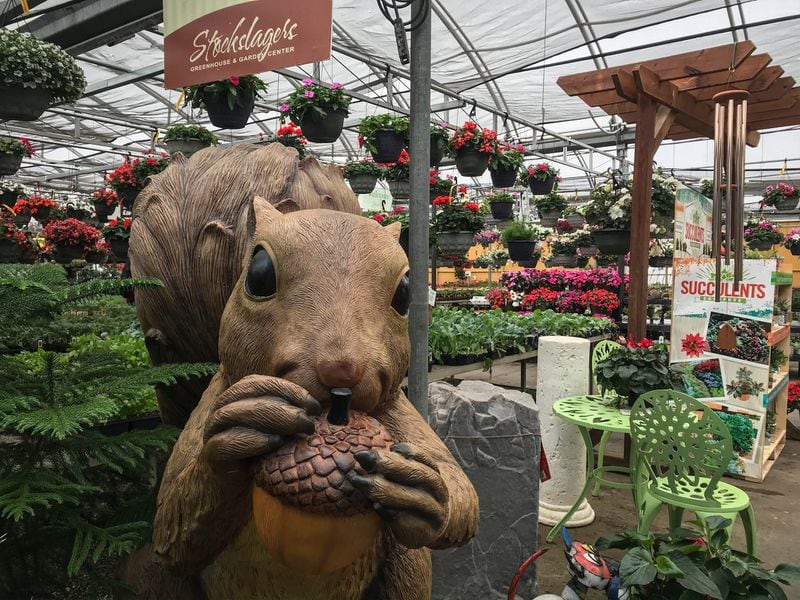 The business of Stockslagers Greenhouse and Garden Center in New Lebanon has been busy this spring.  Many people buy vegetarian plants and are interested in gardening because of the coronavirus.  JIM NOELKER / STAFF