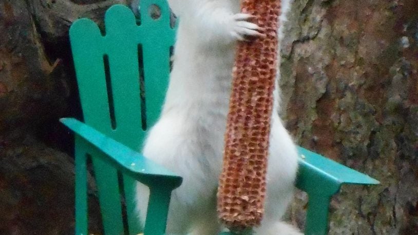 Leslie A. Rogers of Washington Twp. took in this photo of a white squirrel chowing down in his yard on Feb. 11.