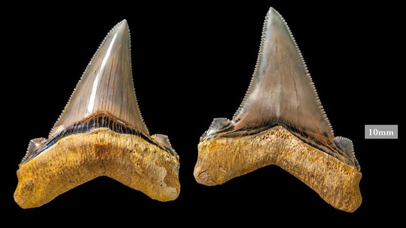 A man discovered teeth from a 25-million-year-old mega shark along the coast of Australia. (Photo: Museums Victoria)