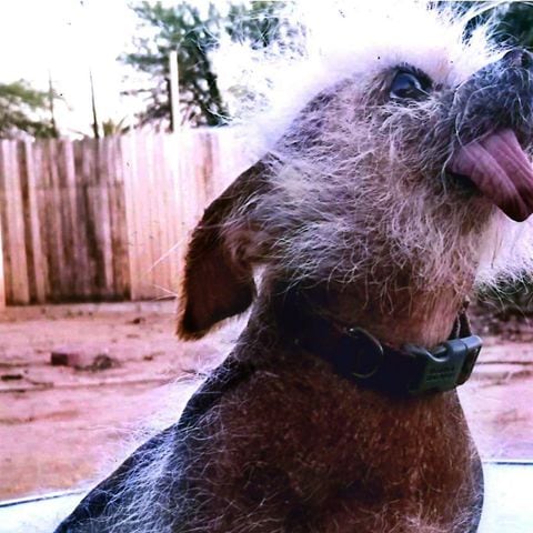 Photos: 2018 World’s Ugliest Dog contestants