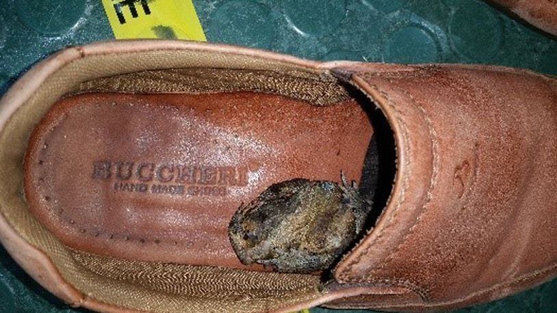 In this undated photo provided by Australia's Department of Agriculture and Water Resources, a black-spined toad is seen inside a shoe of a passenger from Indonesia, in Cairns, northeast Australia.  Australian quarantine authorities on Thursday, May 11, 2017, urged travelers through Asia to avoid bringing in hitchhiking amphibians after a passenger arrived at an airport with a dead Indonesian toad in his shoe.  (Australia's Department of Agriculture and Water Resources via AP)
