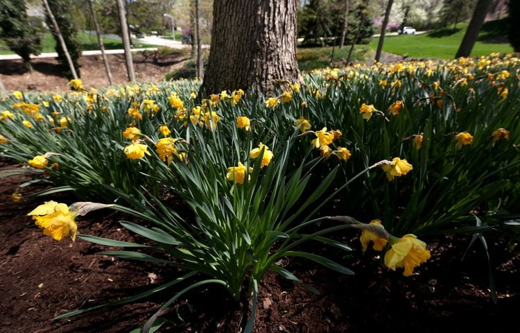 PHOTOS: Tens of thousands of daffodils on display in Oakwood