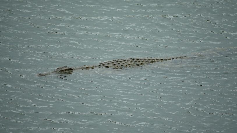 A crocodile.  (Photo by Richard Heathcote/Getty Images)