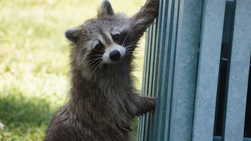 A file image of a raccoon.