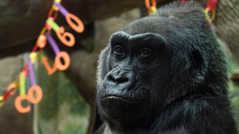 Colo, the world’s first gorilla born in a zoo, sits inside her enclosure during her 60th birthday party at the Columbus Zoo and Aquarium in Columbus, Ohio. The Columbus Zoo and Aquarium said Tuesday, Jan. 17, 2017, that Colo, the oldest known gorilla in the U.S., died in her sleep less than a month after her 60th birthday. (AP Photo/Ty Wright, File)