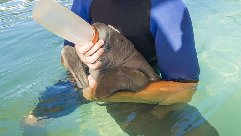 Orphaned manatee Pippen is bottle-fed at SeaWorld Orlando following his rescue.