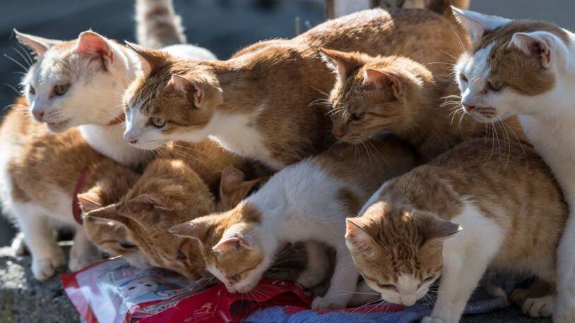 Animal control officials removed 24 cats from an Iowa home Wednesday.