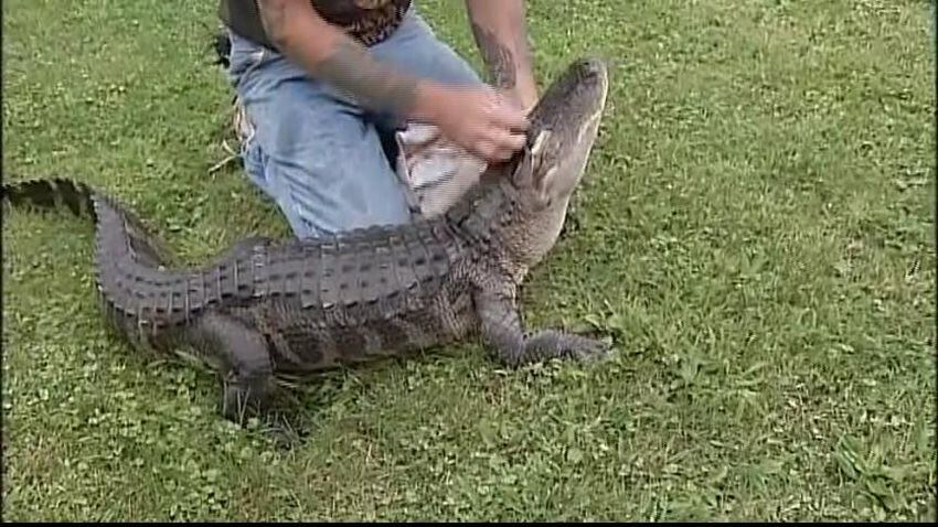 Burgettstown pet alligator