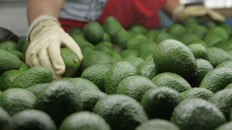 In an April 28, 2011, image from Fallbrook, Calif., avocados are sorted for packing and shipping. (Charlie Neuman/San Diego Union-Tribune/TNS)