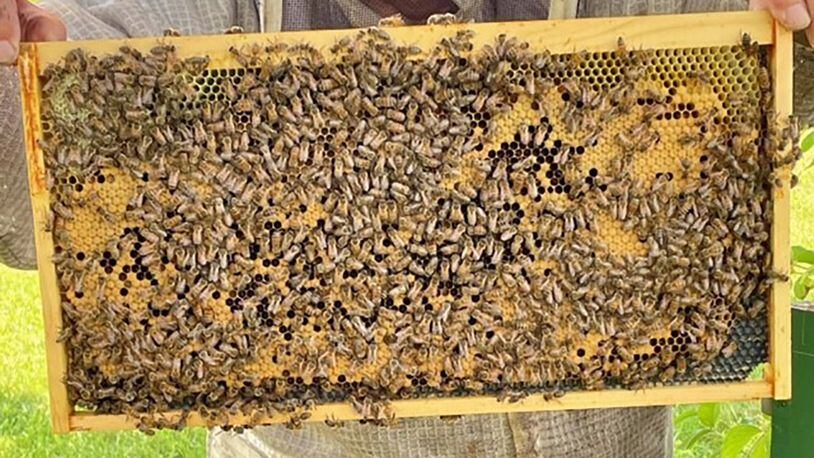 A honeybee brood frame is shown at Huffman Prairie on Wright-Patterson Air Force Base. In beekeeping, brood refers to the eggs, larvae and pupae of honeybees. CONTRIBUTED PHOTO