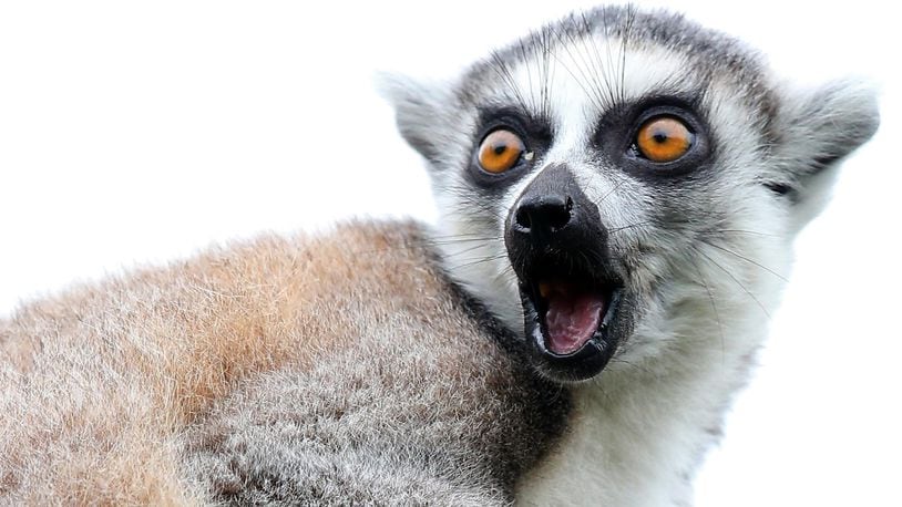 FILE PHOTO: A ring-tailed lemur.