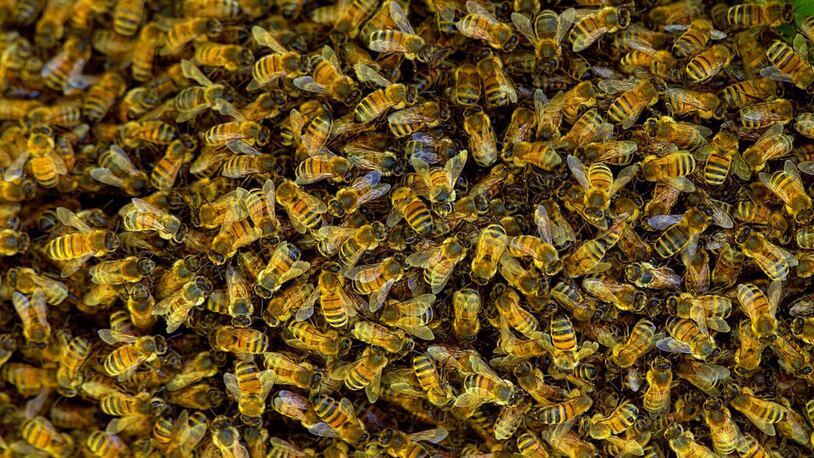 Honey bees swarming in a tree are pictured above. A swarm of bees killed a dog and injured two men in central California on Sunday.