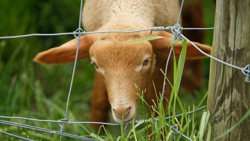 Tunis lambs and a variety of young animals will be on view at Farm Babies Fest at Aullwood Farm May 18 and 19. âLISA POWELL / STAFF