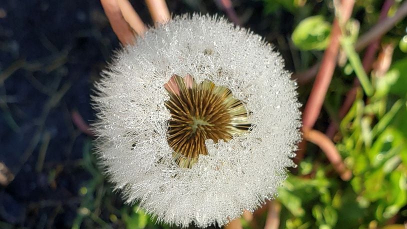 Dandelion at the seed head stage.