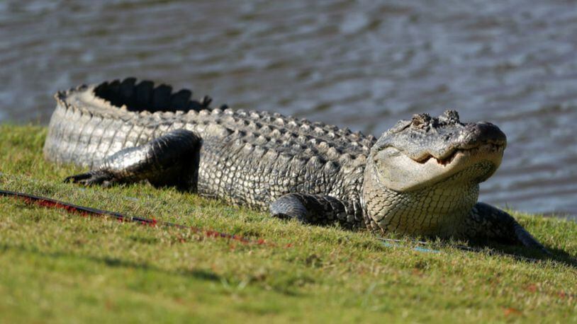 FILE PHOTO: Video shows a Florida golfer continuing to play while a nearly 7-foot alligator casually walks across the green.
