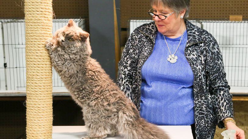 Pam Bassett of the Cat Fanciers’ Association judges the best of the Selkirk Rex breed during the 2016 the Cincinnati Cat Show in the Butler County Fairgrounds. This year’s event is April 15-16. GREG LYNCH / STAFF