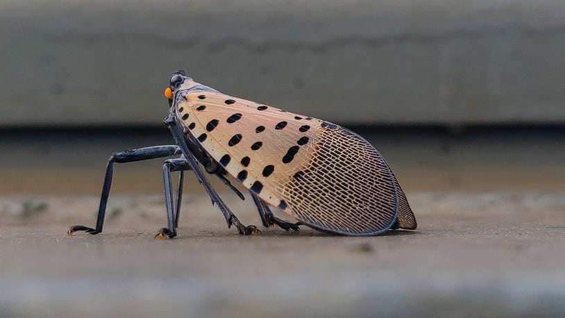Spotted laternfly is the newest invasive pest in Ohio. SHUTTERSTOCK