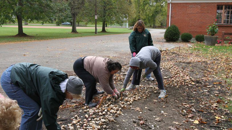 Laying out the bulbs for the daffodil river. Contributed
