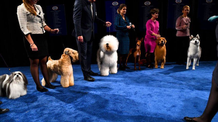 Photos: 2019 National Dog Show