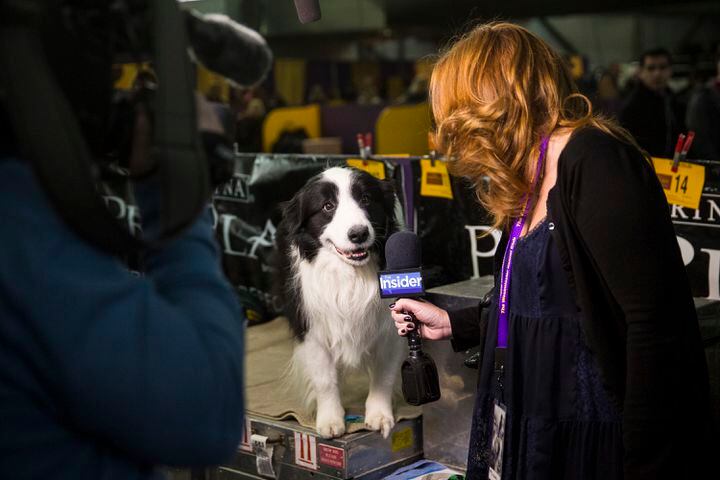 A dog gets 'interviewed'