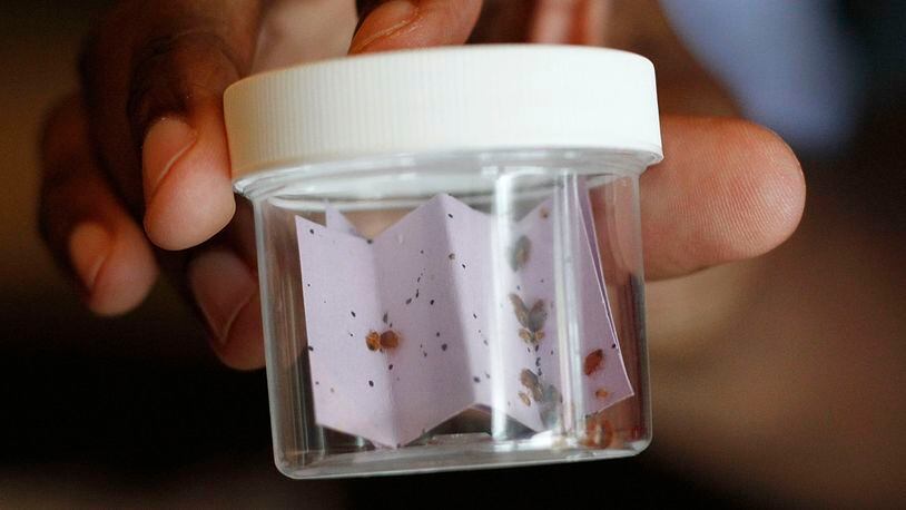 Vial containing live bed bugs (Photo by Brian Kersey/Getty Images)