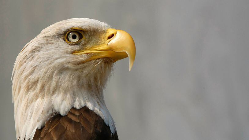 FILE PHOTO: An eagle was injured in Washington, D.C. delaying Metro rail service Wednesday.