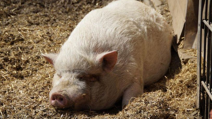An Indiana judge ruled that miniature pigs are livestock and cannot live within the city limits.