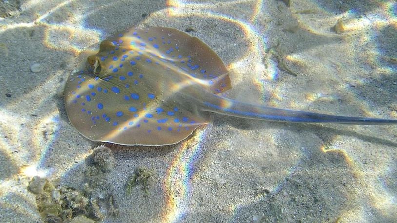 A man died from cardiac arrest after he was apparently stung by a stingray off the coast of Tasmania.