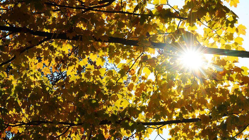 The sun shines through the fall colors of the trees in Xenia Friday, Nov. 5, 2021. MARSHALL GORBY\STAFF