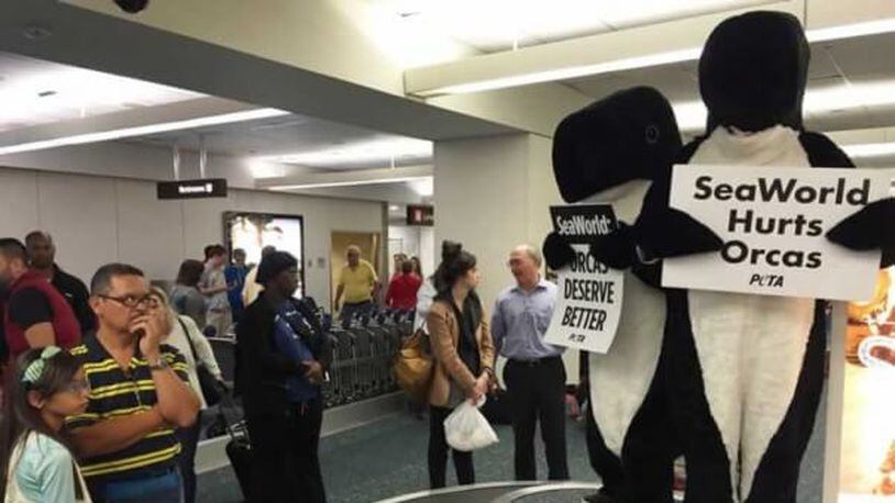 A protester with People for the Ethical Treatment of Animals, or PETA, was arrested Tuesday night at Orlando International Airport after dressing as an orca whale and encouraging tourists not to go to SeaWorld, according to PETA.