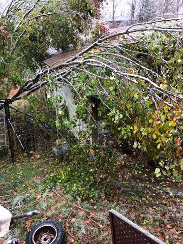 PHOTOS: Ice causes downed trees, other damage