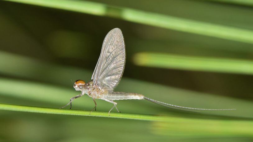 Stock photo of a mayfly.