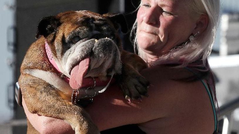 Zsa Zsa, an English Bulldog, is carried by owner Megan Brainard during the World's Ugliest Dog Contest at the Sonoma-Marin Fair in Petaluma, Calif., Saturday, June 23, 2018. Zsa Zsa won the contest. (AP Photo/Jeff Chiu)