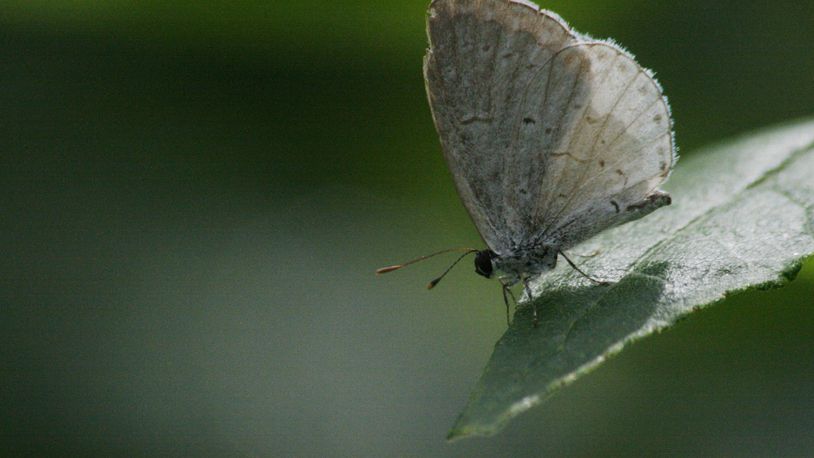 The Cabbage White butterfly is the most common butterfly in Ohio. STAFF