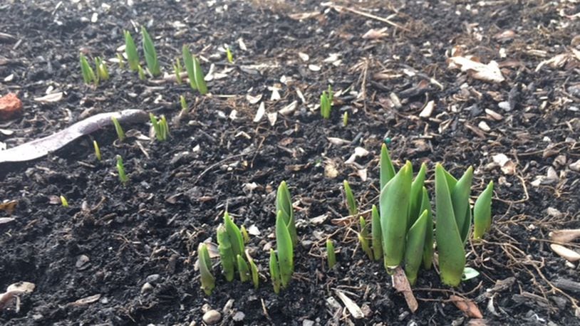 There are signs of spring as some plants begin sprouting because of a warmer than usual winter. LAUREN CLARK/STAFF
