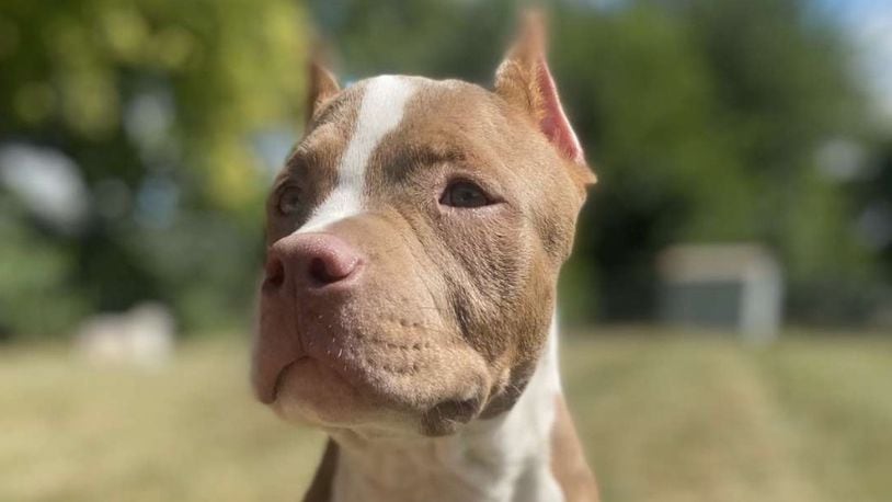 Phoenix, a puppy between 6 and 9 months, suffered multiple fractures and lacerations when he was reportedly slammed multiple times against the ground as a young pup. CONTRIBUTED