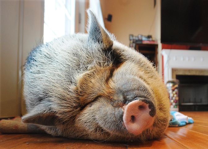 PHOTOS: Pet pig at center of dueling lawsuits