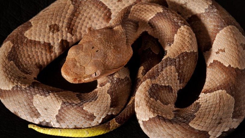 An unusual copperhead snake was found earlier this month in Virginia.