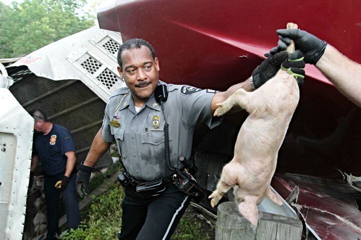 Driver of piglets loses license in Rt. 35 crash