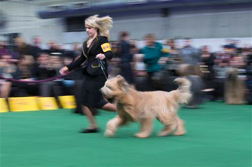 A Briard dog and it's handler present during the Westminster Kennel Club dog show